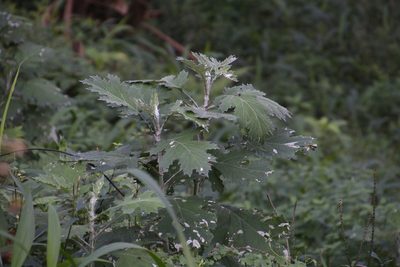 Berkheya bipinnatifida, photographed by Tony Rebelo