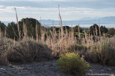 Thelypodium milleflorum, photographed by Tim Messick