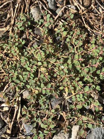 Euphorbia makinoi, photographed by 石石