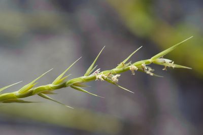 Lepturus repens, photographed by Cheng-Tao Lin