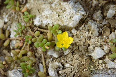 Portulaca psammotropha, photographed by Cheng-Tao Lin