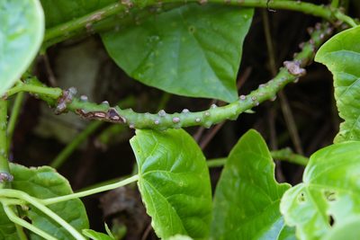 Tinospora crispa, photographed by Cheng-Tao Lin