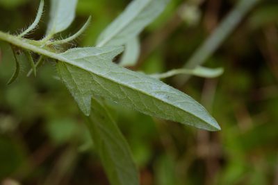 Ipomoea polymorpha, photographed by Cheng-Tao Lin
