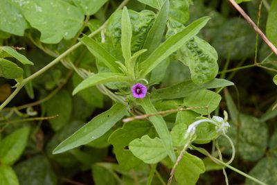 Ipomoea polymorpha, photographed by Cheng-Tao Lin