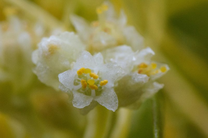 Cuscuta chinensis, photographed by Cheng-Tao Lin