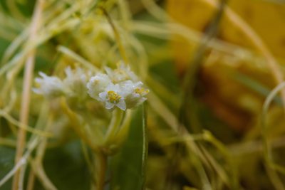 Cuscuta chinensis, photographed by Cheng-Tao Lin