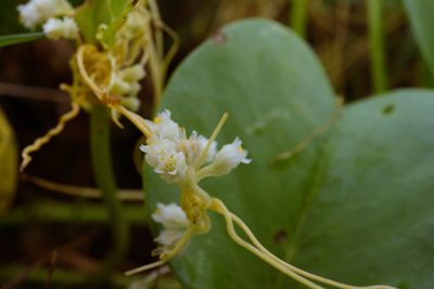 Cuscuta chinensis, photographed by Cheng-Tao Lin