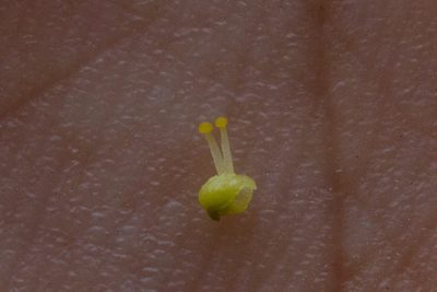 Cuscuta chinensis, photographed by Cheng-Tao Lin