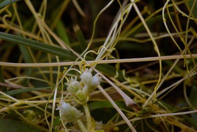 Cuscuta chinensis, photographed by Cheng-Tao Lin