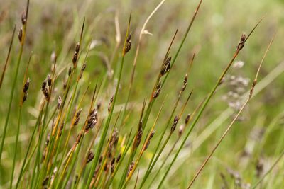 Juncus drummondii, photographed by Cecelia Alexander