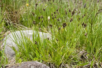 Carex ebenea, photographed by Cecelia Alexander