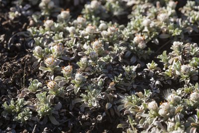 Antennaria rosulata, photographed by Cecelia Alexander