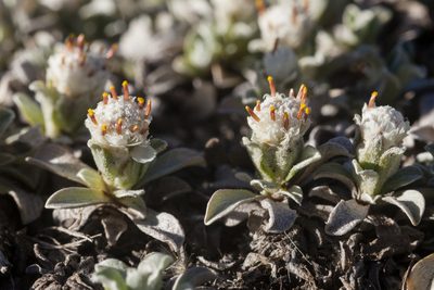 Antennaria rosulata, photographed by Cecelia Alexander