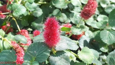 Acalypha herzogiana