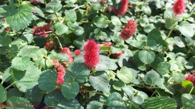 Acalypha herzogiana, photographed by Ong Jyh Seng