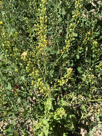 Rorippa barbareifolia, photographed by Jason Grant