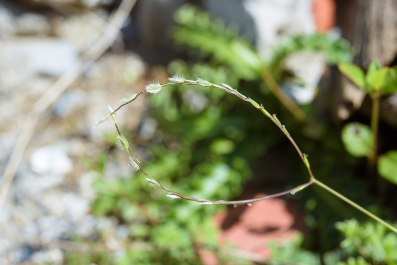 Digitaria heterantha, photographed by Cheng-Tao Lin