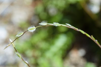 Digitaria heterantha, photographed by Cheng-Tao Lin