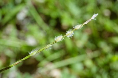 Digitaria heterantha, photographed by Cheng-Tao Lin