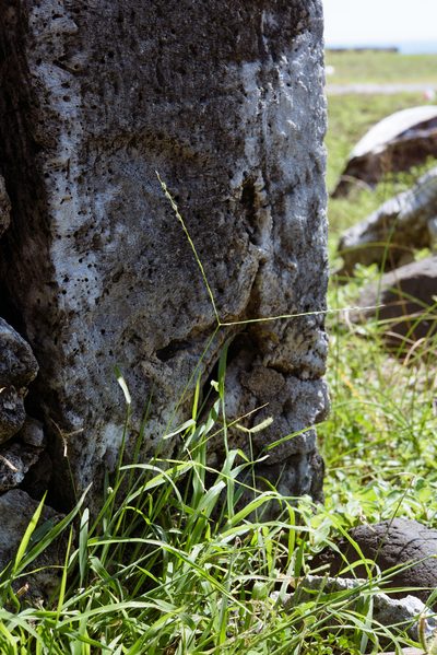 Digitaria heterantha, photographed by Cheng-Tao Lin
