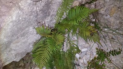 Pelazoneuron ovatum, photographed by Justin Pool