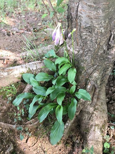 Hosta sieboldii, photographed by Yoshihiro Tokue