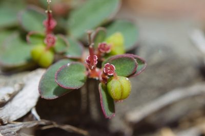 Euphorbia makinoi, photographed by Cheng-Tao Lin