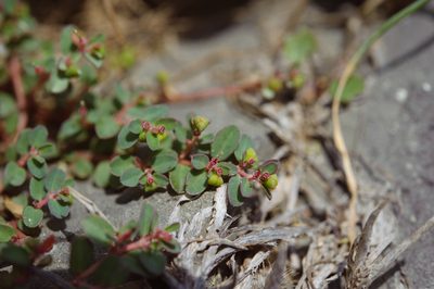 Euphorbia makinoi, photographed by Cheng-Tao Lin