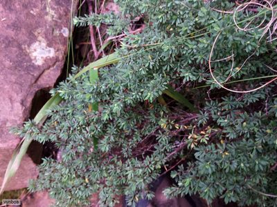 Cliffortia complanata, photographed by Chris Vynbos
