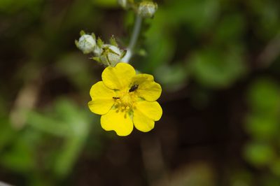 Potentilla discolor, photographed by Cheng-Tao Lin