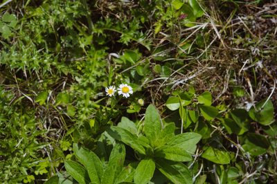 Aster turbinatus, photographed by Cheng-Tao Lin
