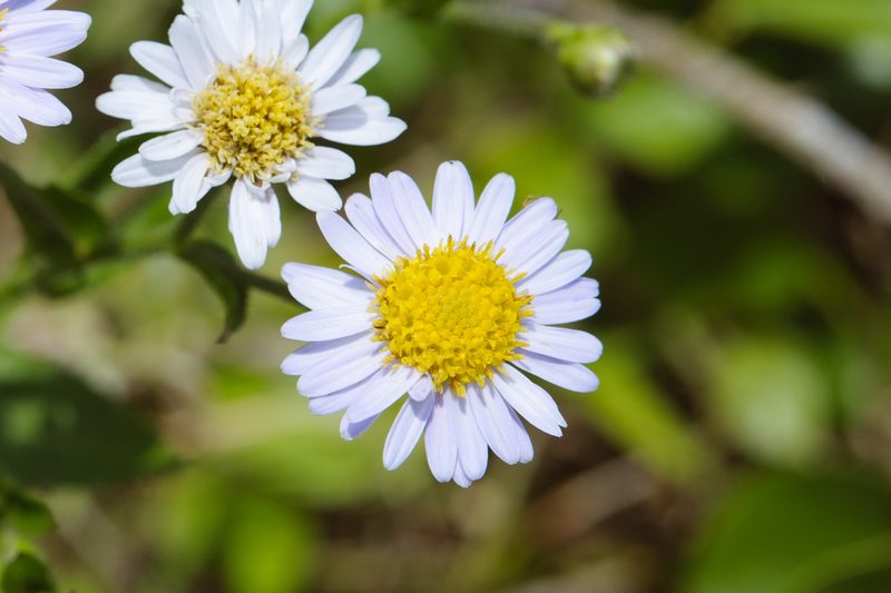 Aster turbinatus, photographed by Cheng-Tao Lin