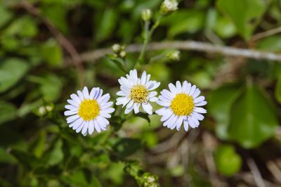 Aster turbinatus, photographed by Cheng-Tao Lin