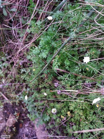 Cotula perennans, photographed by Chris Vynbos