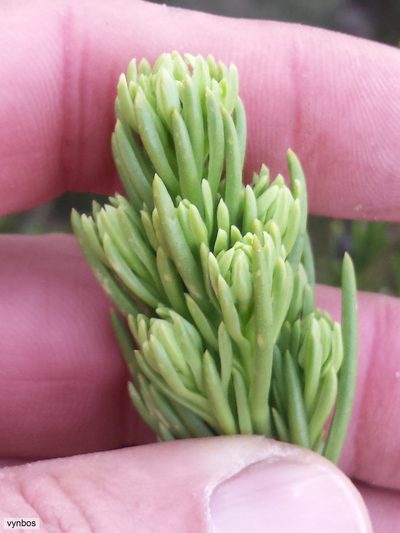 Thesium pinifolium, photographed by Chris Vynbos