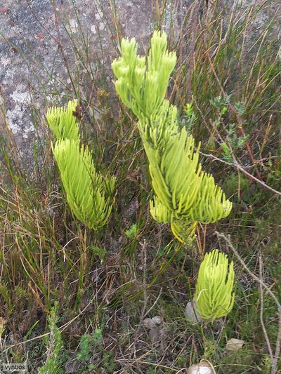 Thesium pinifolium, photographed by Chris Vynbos