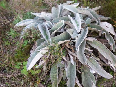Hermas gigantea, photographed by Chris Vynbos
