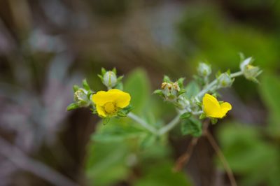 Potentilla discolor, photographed by Cheng-Tao Lin