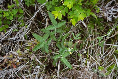 Potentilla discolor, photographed by Cheng-Tao Lin