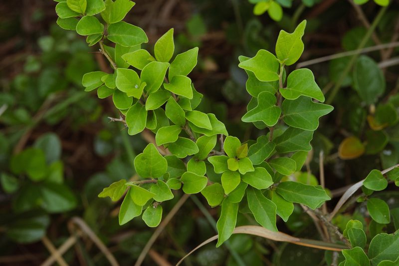 Maclura tricuspidata, photographed by Cheng-Tao Lin