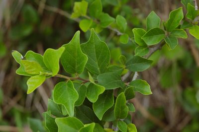 Maclura tricuspidata, photographed by Cheng-Tao Lin