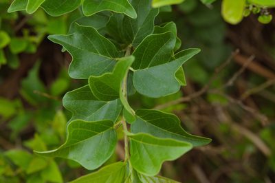 Maclura tricuspidata, photographed by Cheng-Tao Lin