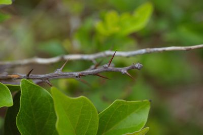 Maclura tricuspidata, photographed by Cheng-Tao Lin