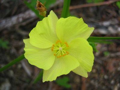 Cienfuegosia yucatanensis, photographed by Jorge Armín Escalante-Pasos