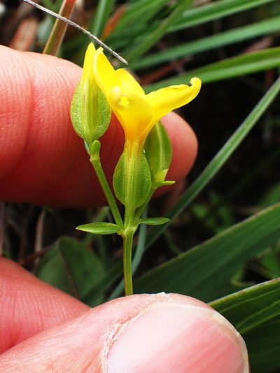 Sebaea natalensis, photographed by Peter Warren