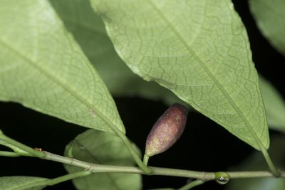 Ficus formosana, photographed by Licheng Shih