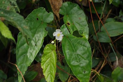 Begonia longifolia, photographed by Cynthia Su