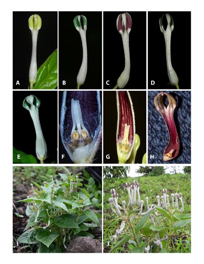 Ceropegia lawii, photographed by S.MORE
