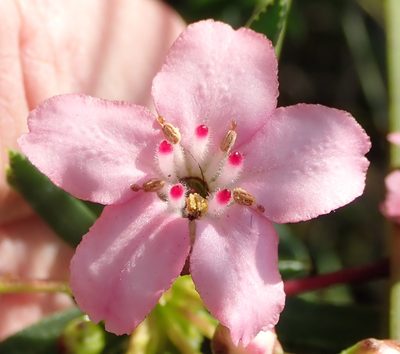 Adenandra fragrans, photographed by Nicola van Berkel