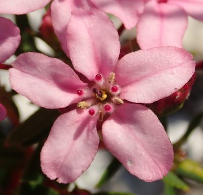 Adenandra fragrans, photographed by Nicola van Berkel